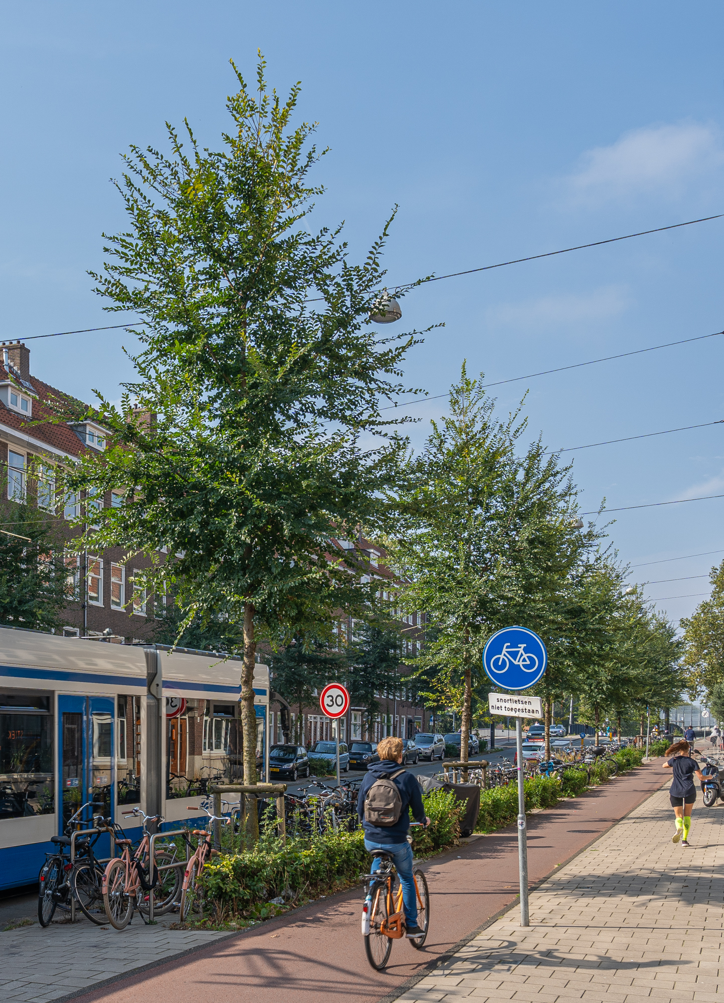 Amsterdam-Ulmus 'Fiorente'-240918-1