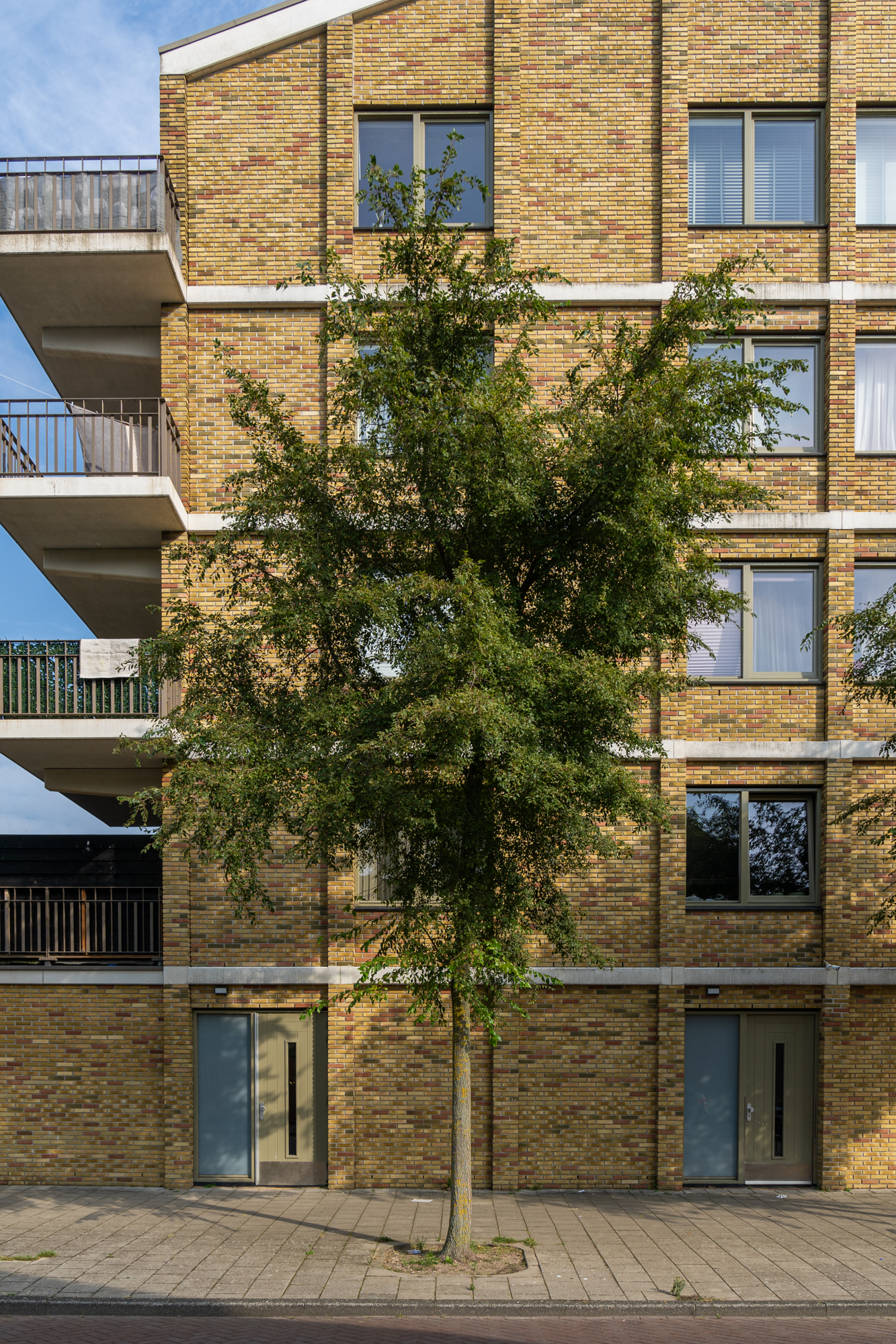 Amsterdam-Ulmus 'Rebella'-240918-4